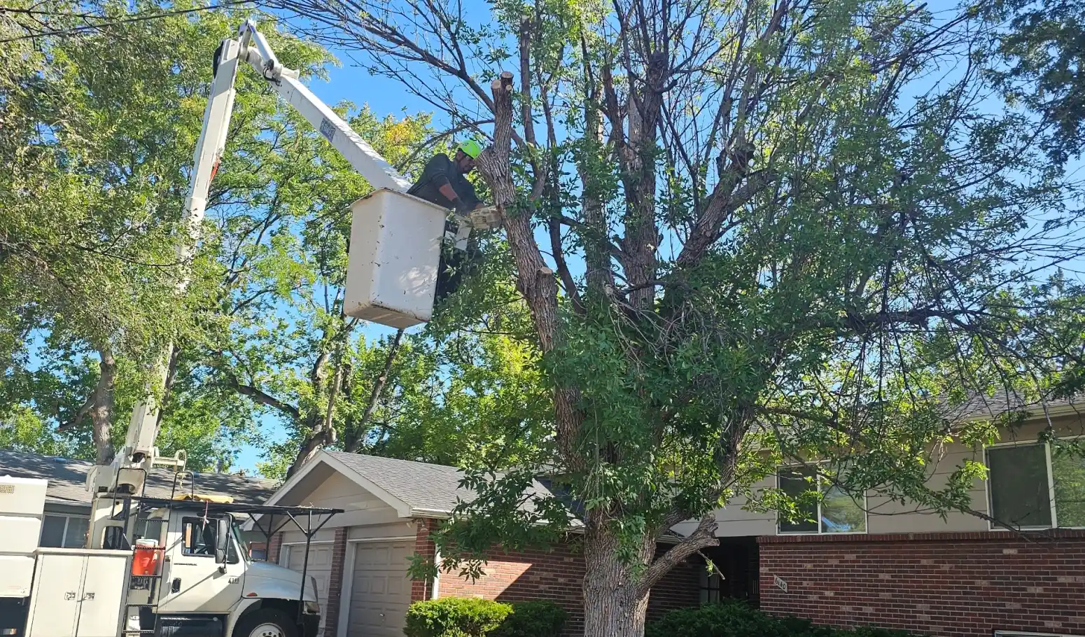 Tree Trimming Guide for Homeowners